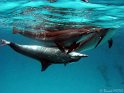 030506_Shaab Samadai - Dauphins - Dsc02076~